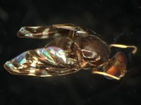 藏品(果實蠅)的圖片